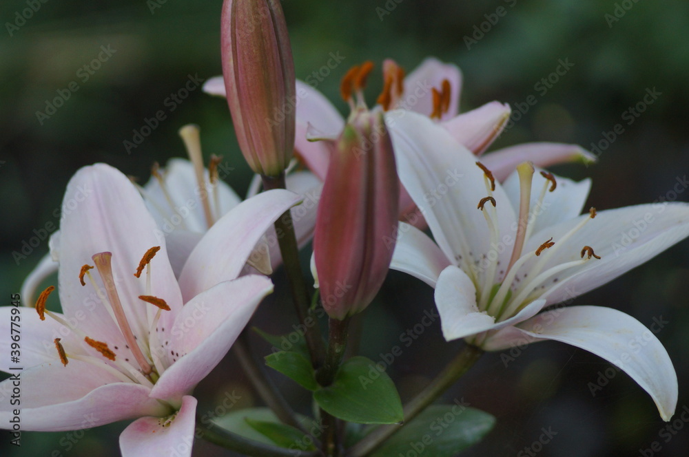 Flowers Flowers