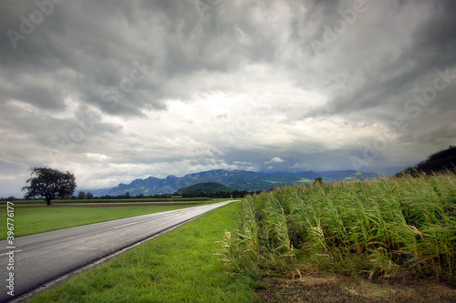 carretera con campo de trigo