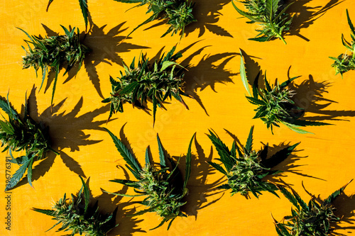 Fresh marijuana cannabis buds or flowers on yellow background.Flat lay.