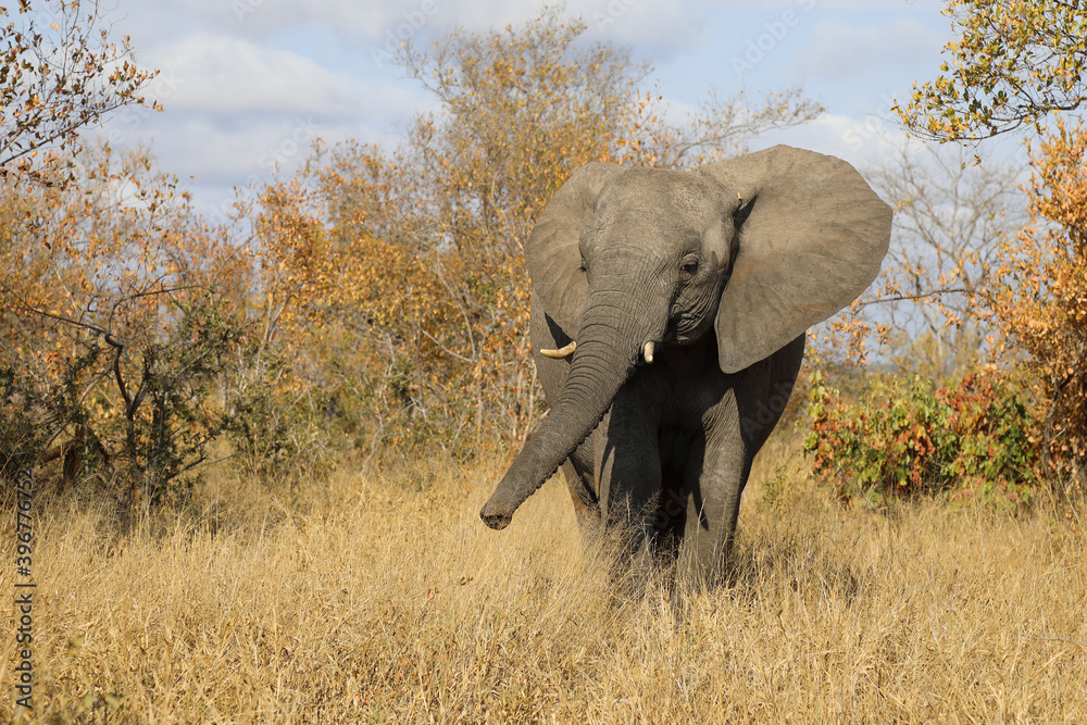 Fototapeta premium Afrikanischer Elefant / African elephant / Loxodonta africana.