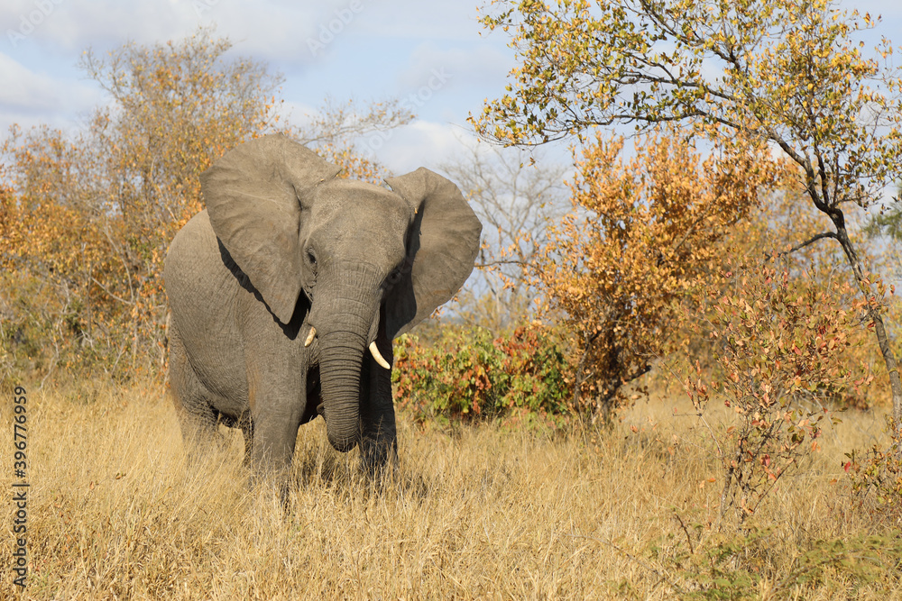 Obraz premium Afrikanischer Elefant / African elephant / Loxodonta africana.