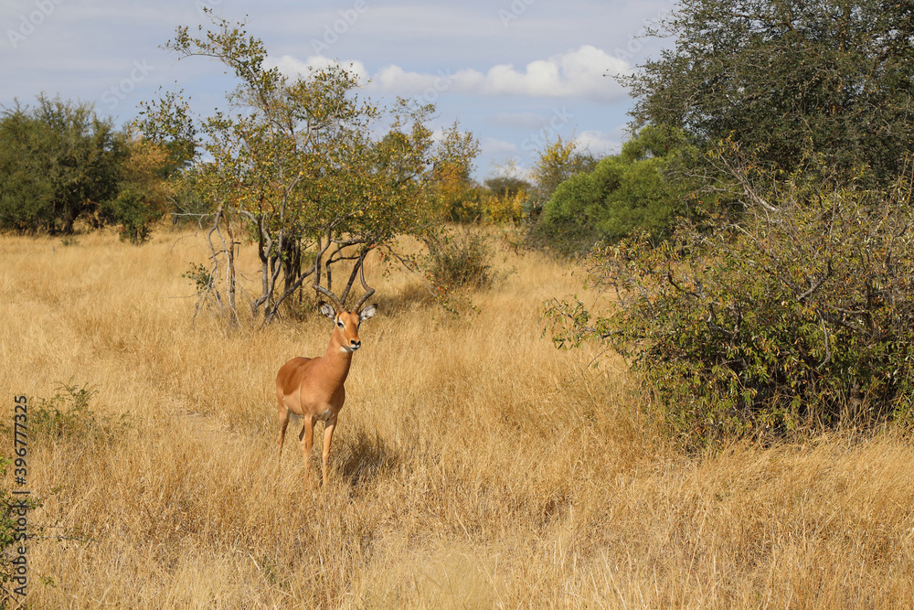 Schwarzfersenantilope / Impala / Aepyceros melampus Schwarzfersenantilope / Impala / Aepyceros melampus