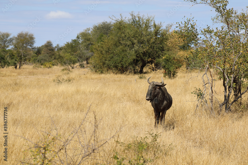 Streifengnu / Blue wildebeest / Connochaetes taurinus Streifengnu / Blue wildebeest / Connochaetes taurinus