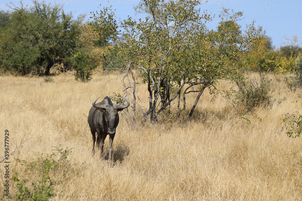 Streifengnu / Blue wildebeest / Connochaetes taurinus Streifengnu / Blue wildebeest / Connochaetes taurinus