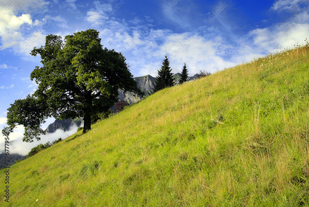 Prado verde en la montaña 