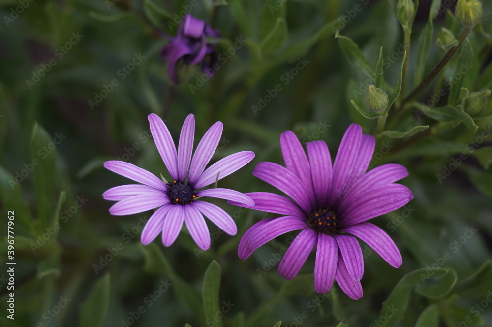 Flowers Flowers