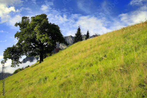 Prado verde en la montaña 