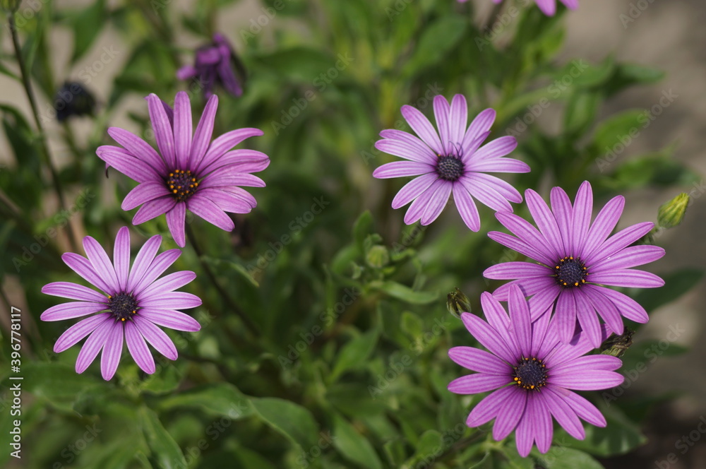 Flowers Flowers