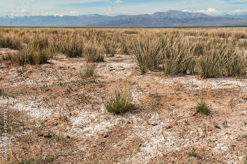 Tough grass grows on salty clay