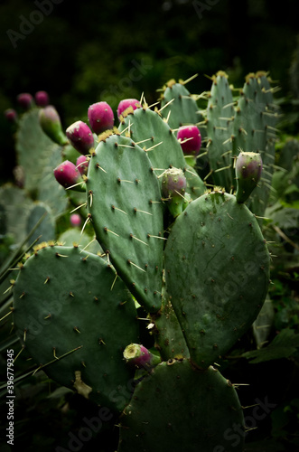 prickly cactus