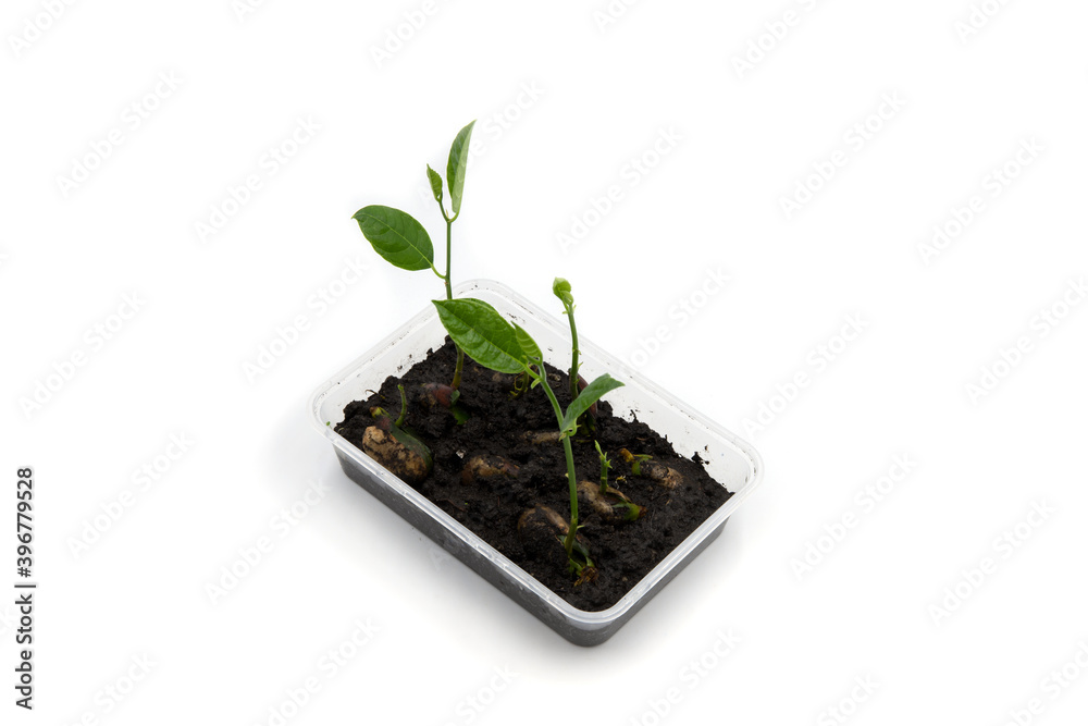 Green sapling from seed in plastic tray on white background. Growing plant from seed concept. Slow and steady development. Fresh green saplings in black soil. Botanical hobby Green sapling from seed in plastic tray on white background. Growing plant from seed concept. Slow and steady development. Fresh green saplings in black soil. Botanical hobby