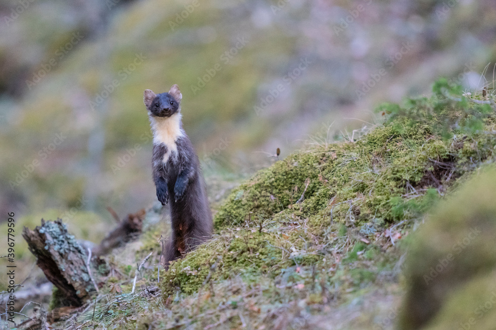 The European pine marten (Martes martes) The European pine marten (Martes martes)
