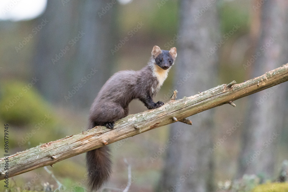The European pine marten (Martes martes)