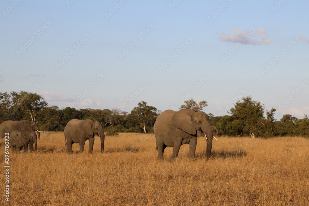 Afrikanischer Elefant / African elephant / Loxodonta africana.