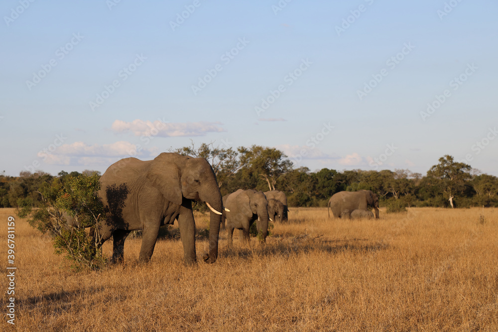 Obraz premium Afrikanischer Elefant / African elephant / Loxodonta africana.