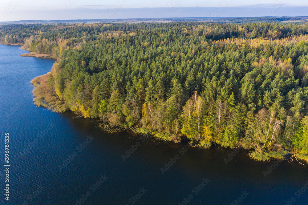 Autumn lake landscape with pine trees, aerial bird-eye view