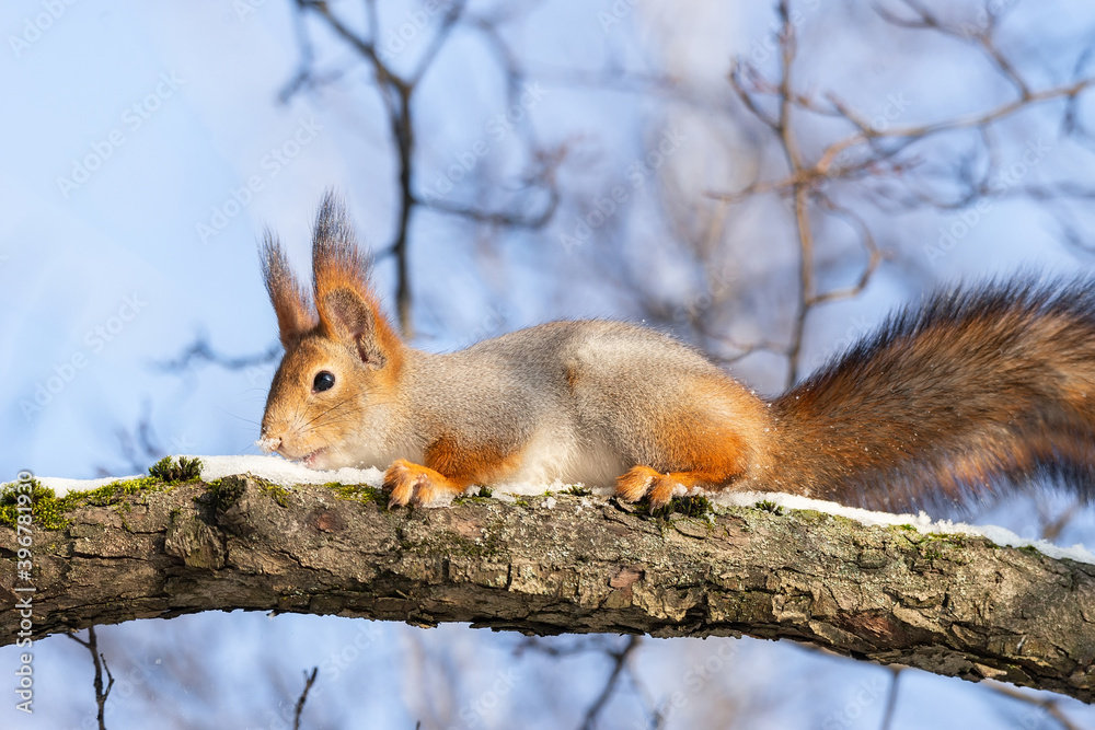Squirrel in winter sits on a tree Squirrel in winter sits on a tree