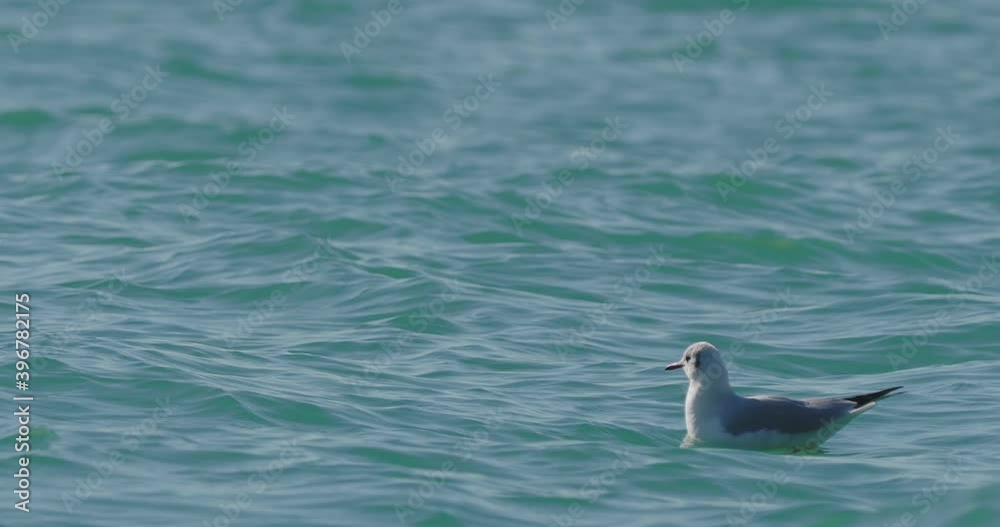 Seagulls swaying on waves of Black sea. Sea birds eat something in azure water at sunny day. Flock of birds at Sochi, Russia. Seagulls swaying on waves of Black sea. Sea birds eat something in azure water at sunny day. Flock of birds at Sochi, Russia.