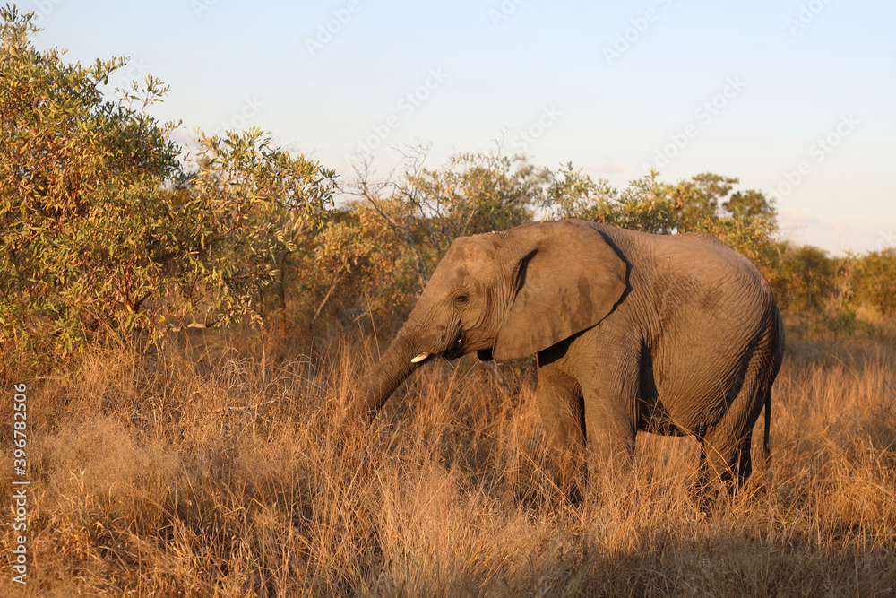 Afrikanischer Elefant / African elephant / Loxodonta africana.