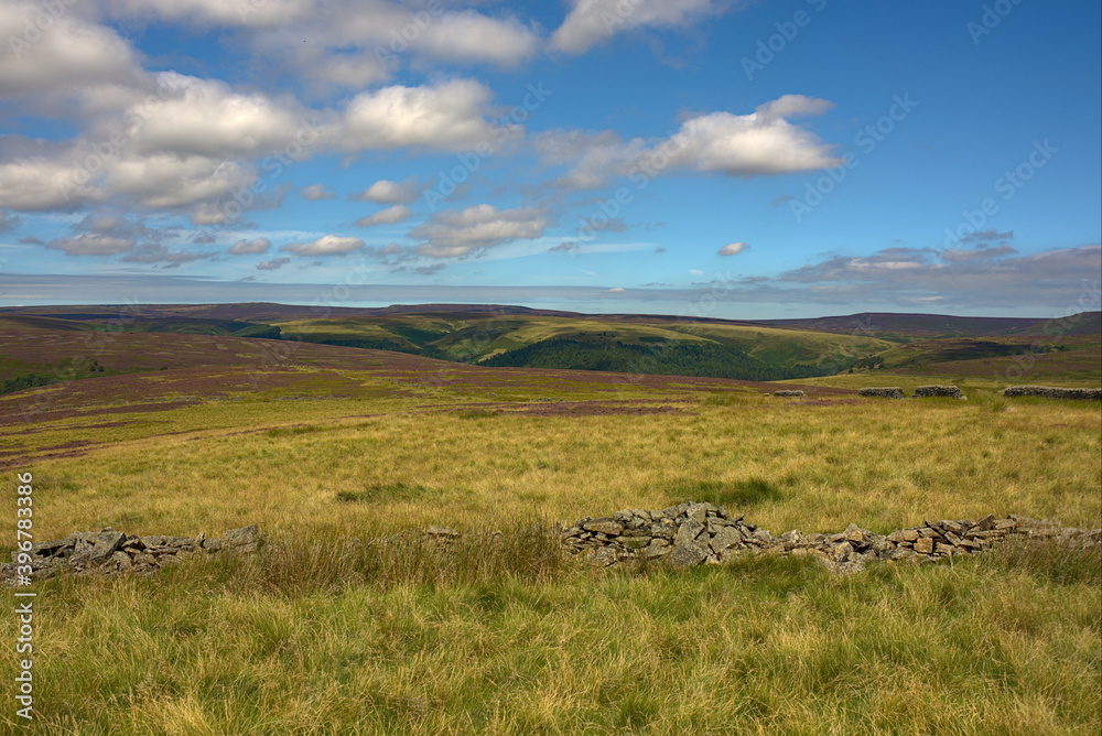 landscape with sheep