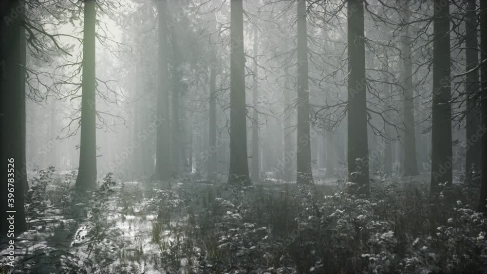 winter snow-covered forest on a cloudy day winter snow-covered forest on a cloudy day