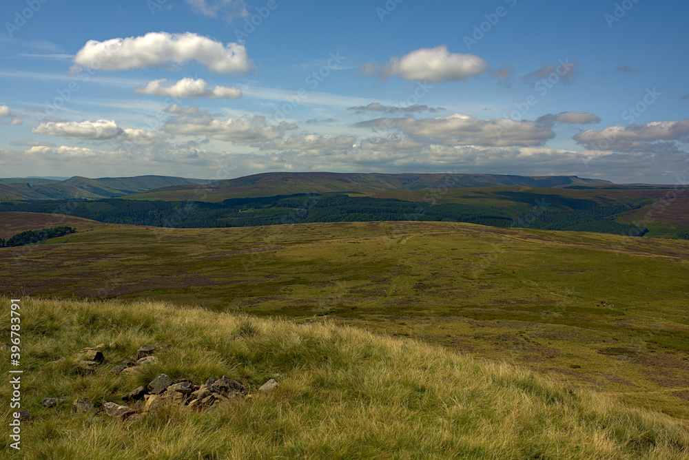 landscape in the summer