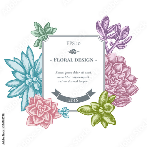 Badge design with pastel succulent echeveria, succulent echeveria, succulent