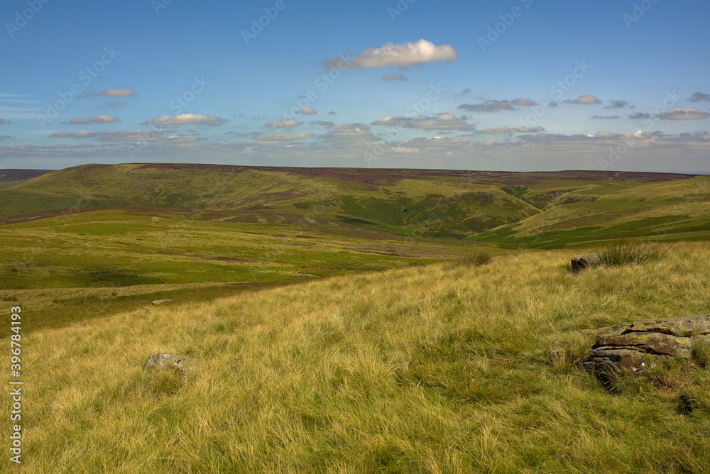 landscape with grass and sky