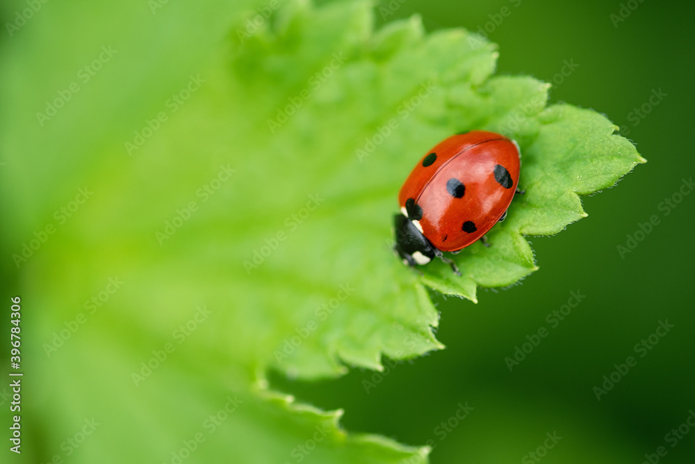 Obraz premium Ladybug on a green leaf. Beautiful nature background. Soft focus