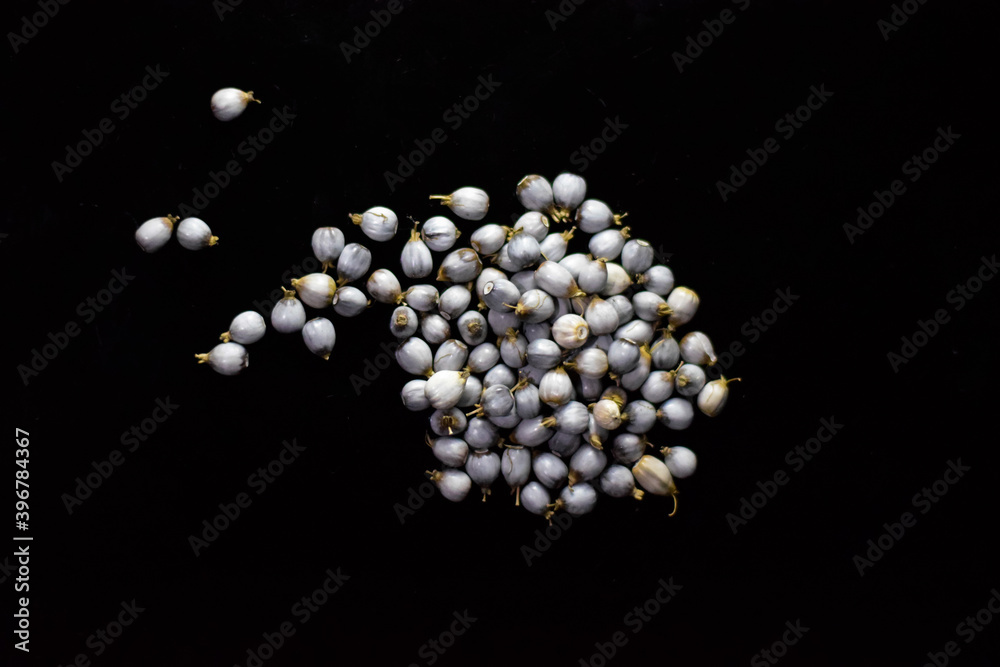 Job's Tears seeds in a black background