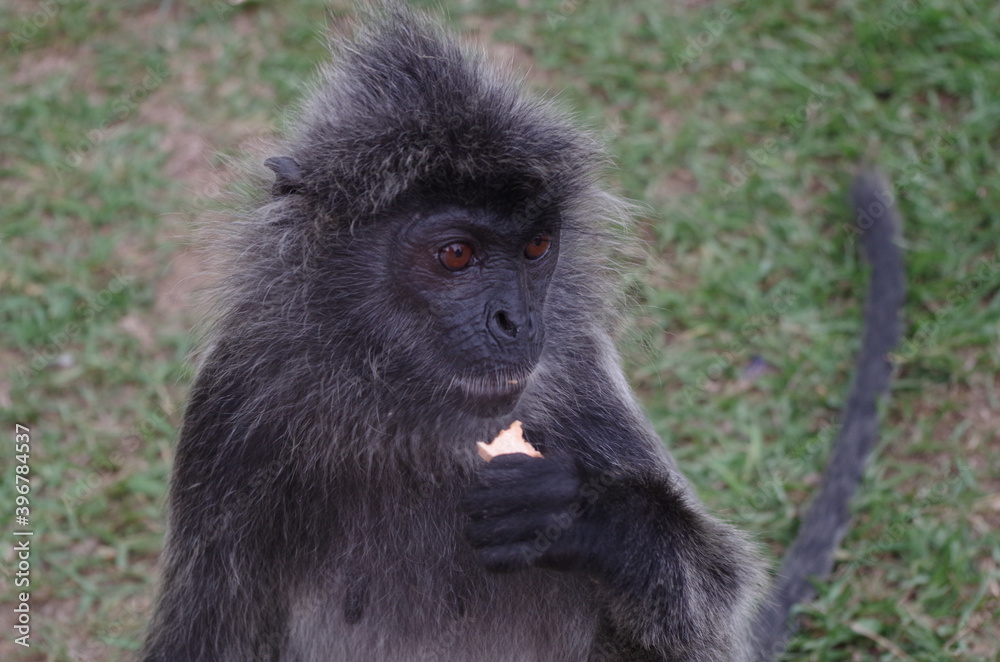 Free monkey in Kuala Selangor in Malaysia, near Kuala Lumpur Free monkey in Kuala Selangor in Malaysia, near Kuala Lumpur
