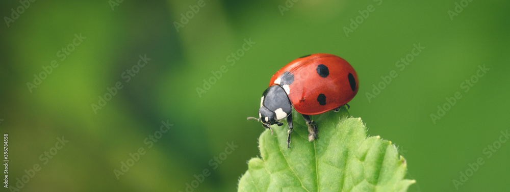 Macro Ladybug on green leaf. Beautiful nature background Macro Ladybug on green leaf. Beautiful nature background