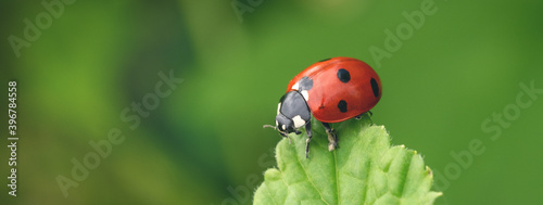 Macro Ladybug on green leaf. Beautiful nature background