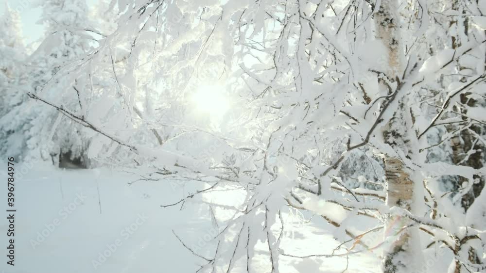 Tilt down shot of beautiful snowy forest with no people on sunny winter day Tilt down shot of beautiful snowy forest with no people on sunny winter day