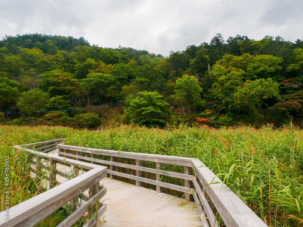 Boardwalk through a marshland covered with reeds (Tochigi, Japan)