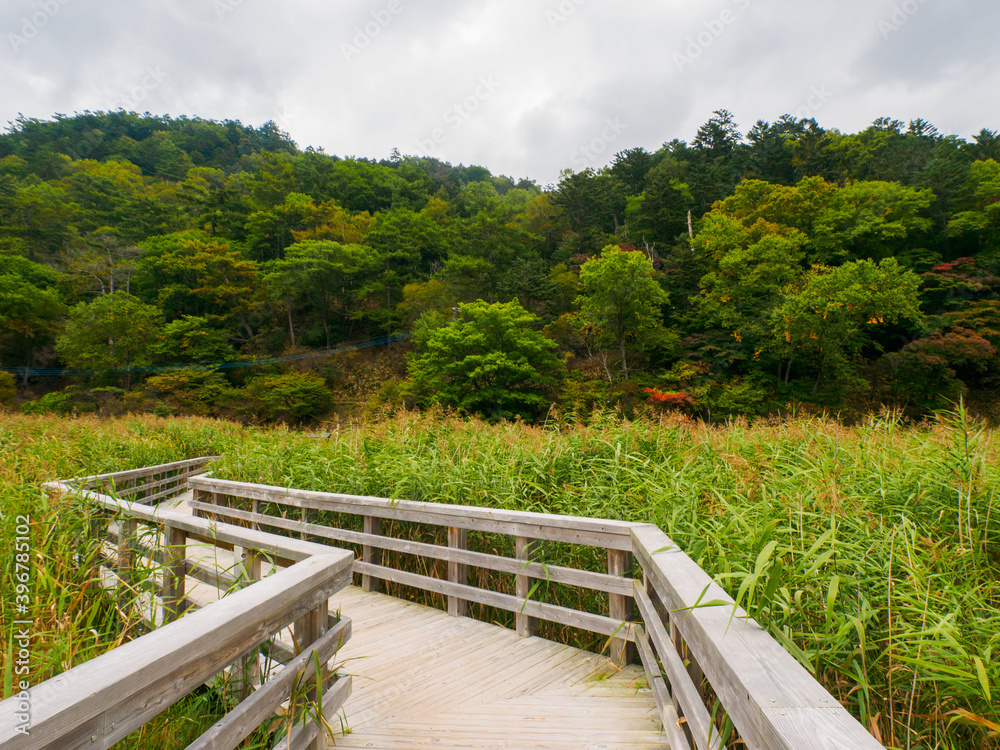 Boardwalk through a marshland covered with reeds (Tochigi, Japan) Boardwalk through a marshland covered with reeds (Tochigi, Japan)