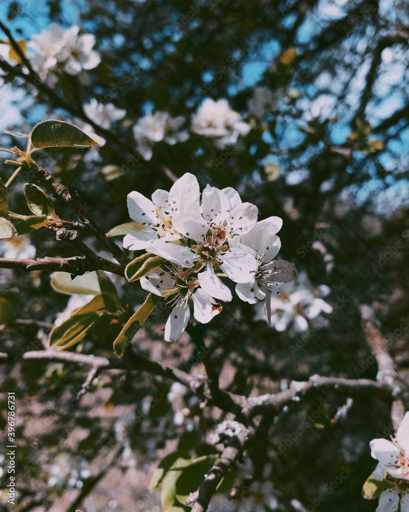 apple tree blossom apple tree blossom