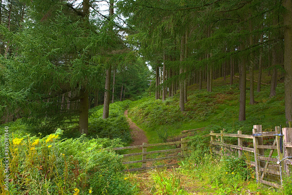 path in the woods