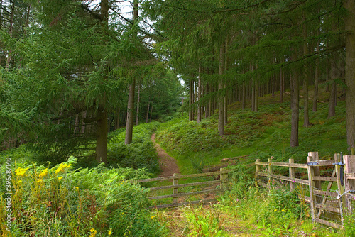 Obraz na płótnie path in the woods w salonie