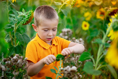 a happy boy stands in a field with sunflowers in summer, a child's way of life