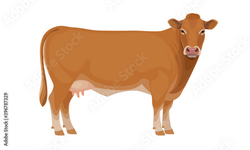 Limousine - The Best Beef Cattle Breeds. Cow - Farm animals. Vector Illustration.