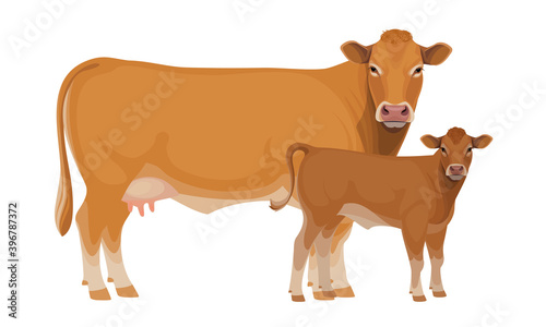 Limousine - The Best Beef Cattle Breeds. Set Bull, Cow, Calf. Farm animals. Vector Illustration.