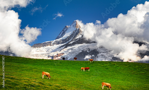 Obraz na płótnie Scenic view on Bernese range above Bachalpsee lake. Popular peaks Eiger, Jungfrau and Faulhorn. Switzerland alps, Grindelwald valley w salonie