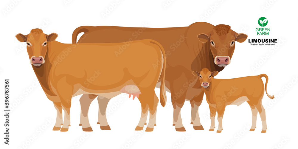 Limousine - The Best Beef Cattle Breeds. Set Bull, Cow, Calf. Farm animals. Vector Illustration.