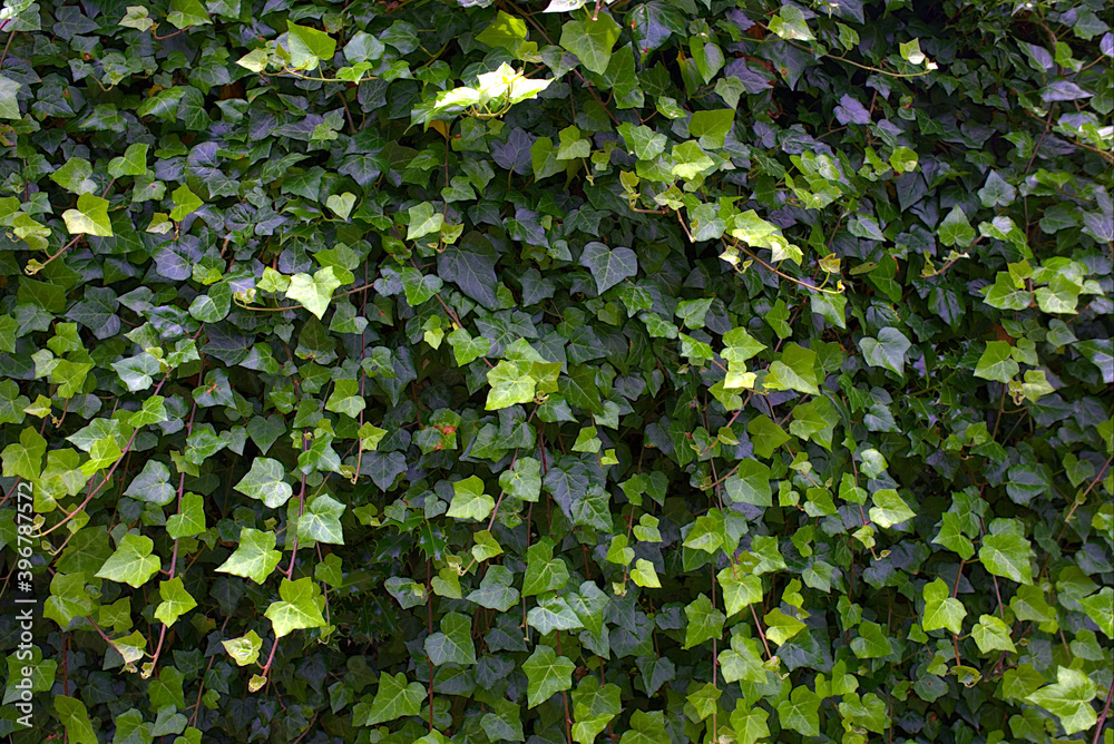 green leaves background