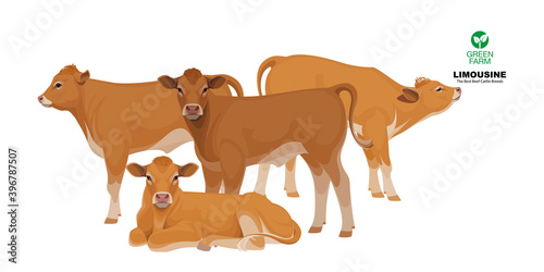 Limousine - The Best Beef Cattle Breeds. Set Bull, Cow, Calf. Farm animals. Vector Illustration.