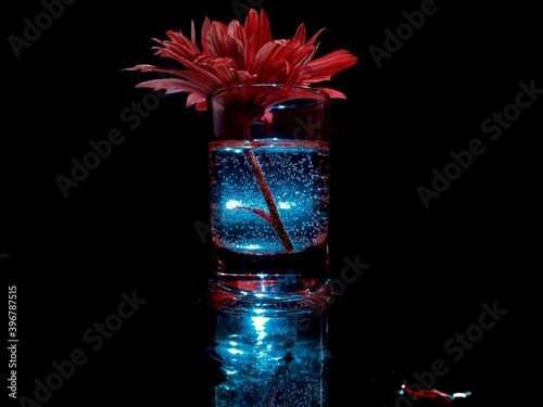 red flower in a glass with a glowing blue liquid in the dark