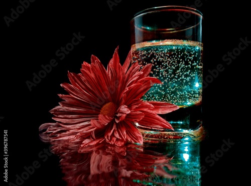 a red chrysanthemum lies next to a glass with a glowing drink in the dark