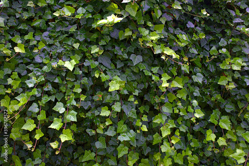 Obraz na płótnie green leaves background w salonie