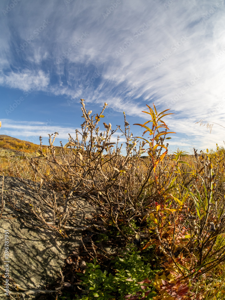Fototapeta premium cold and beautiful tundra. Teriberka, Murmansk region, Russia. A lot of berries, a riot of colors. rocks and bright plants. moss . Landscape. Sunny weather, blue sky, wide-angle lens. lakes